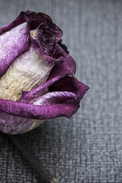 A dead rose sofre gray background