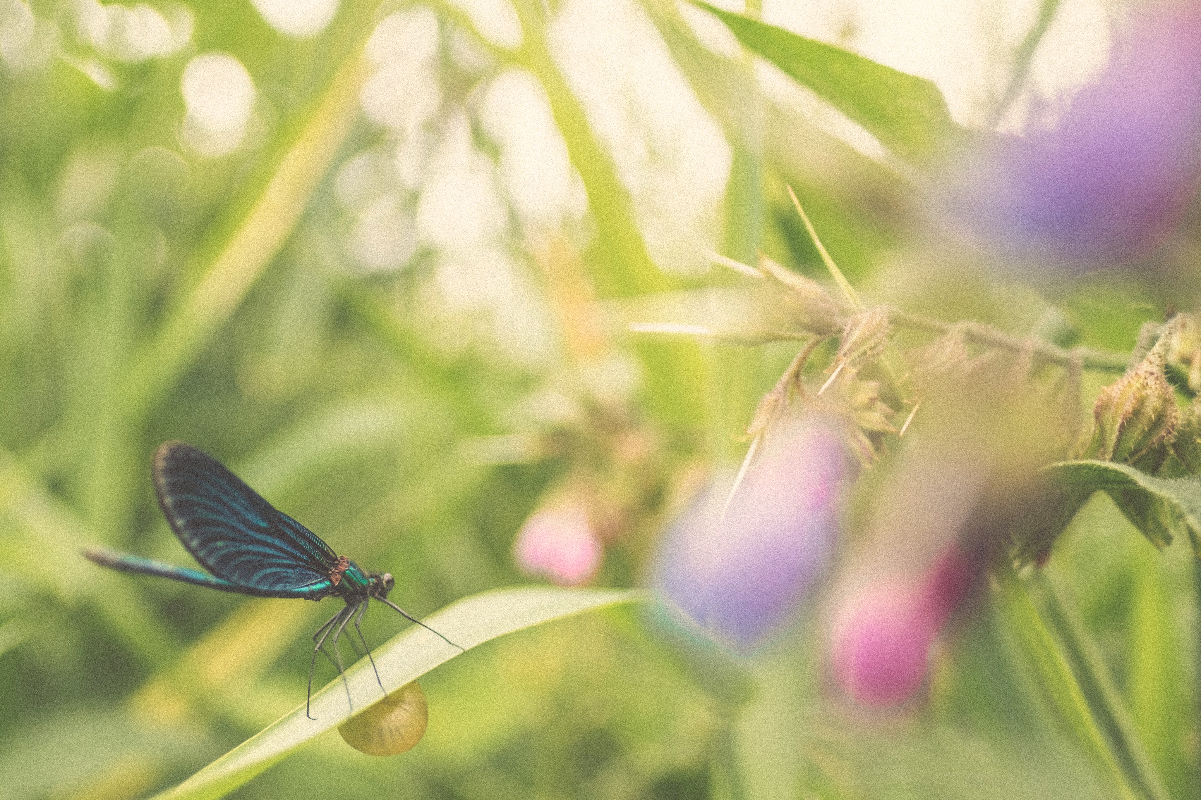 My Daughter Sends Dragonflies