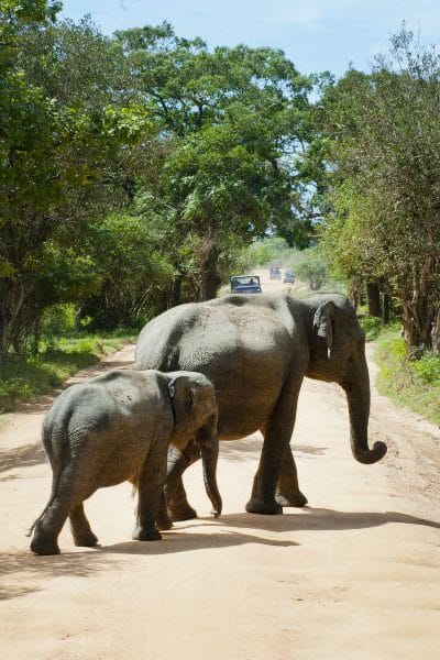 Mother and Baby Elephant Journey