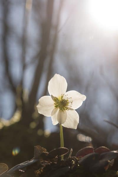 Hellebore flower in foreground of nature scene with blurred background and copy space back lit by bright sunlight.